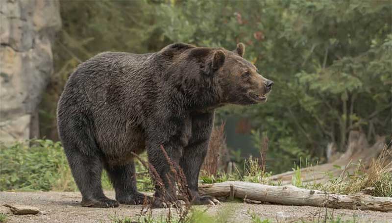 Justiça da Itália suspende abate de ursos