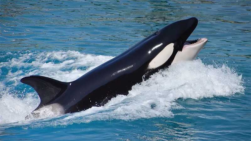 As possíveis razões dos crescentes ‘ataques’ de orcas a barcos
