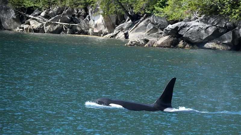 Apesar de serem chamadas de 'baleias', as orcas são da família dos cetáceos, a mesma dos golfinhos — Foto: Getty Images via BBC