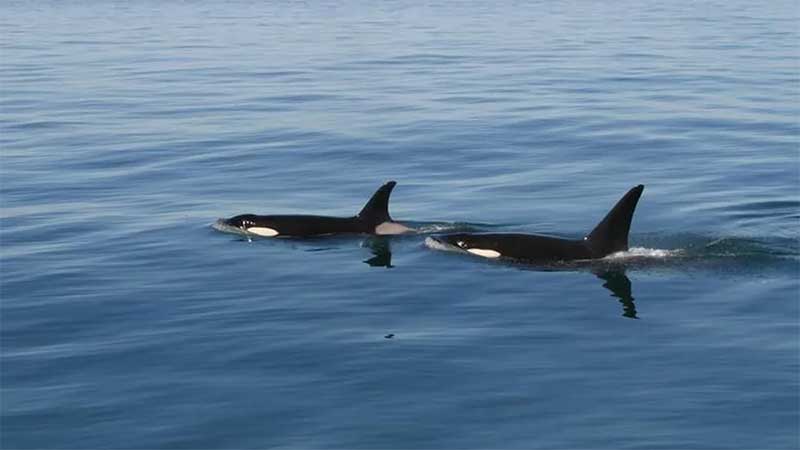 Há duas hipóteses principais que explicam o novo comportamento das orcas — Foto: Getty Images via BBC
