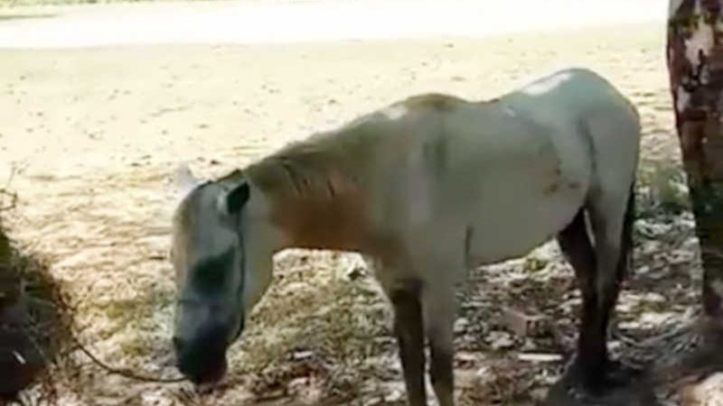 Cavalo é ferido gravemente a golpes de arma branca em Coroatá, MA