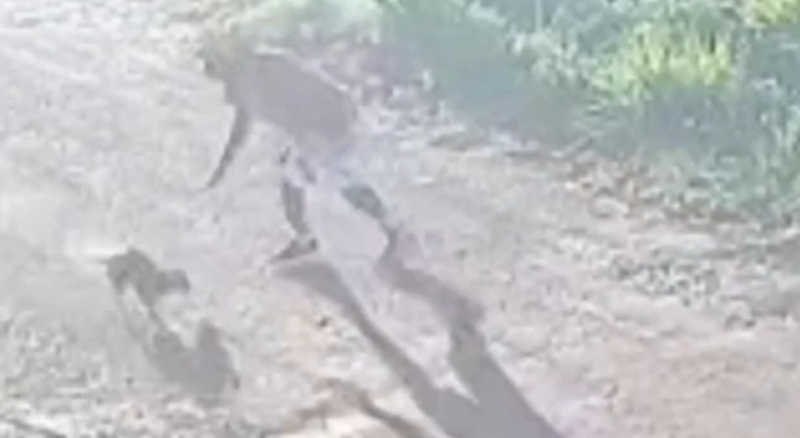 Homem corta o focinho de uma cadela em Imperatriz, MA; vídeo