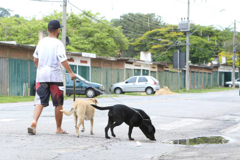 Projeto de lei aumenta multa para abandono de animal e proíbe ‘eutanásia’ em não adotados, em BH