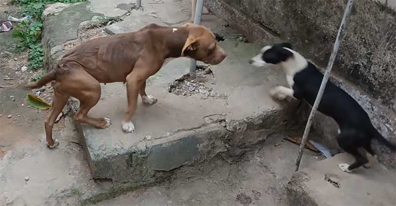 Cães com sinais de maus-tratos são encontrados em imóvel e tutor é detido em Formiga, MG