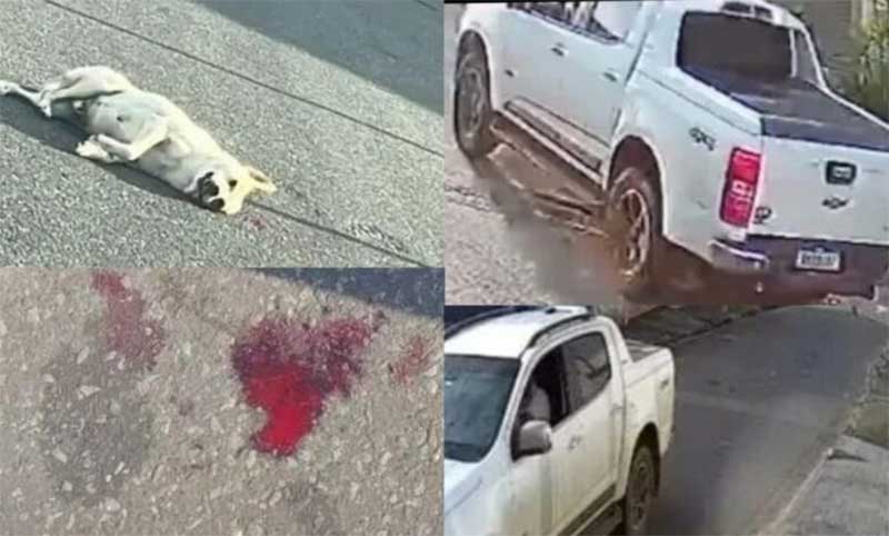 Carro em alta velocidade mata cão em Itabirito (MG) e motorista foge sem prestar socorro; VÍDEO