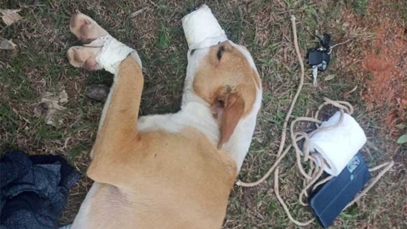 Homem é flagrado e preso quando estuprava cachorro em sítio de Itaú de Minas, MG