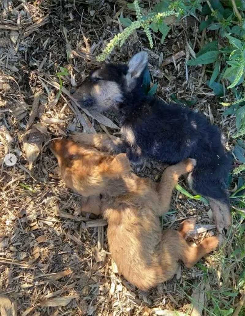 ONG resgata animais abandonados há um mês em fazenda de Silvianópolis, MG