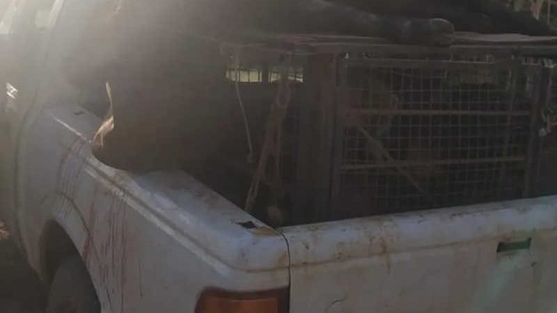 Caçador de javalis é preso ao ser flagrado com animal morto e armas em Uberaba, MG
