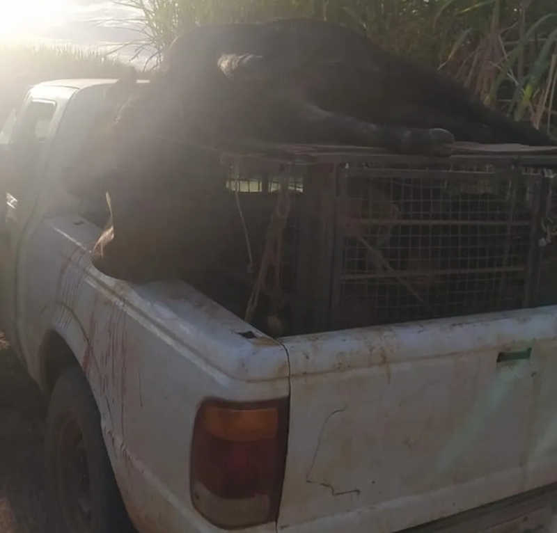 Caçador de javalis é preso ao ser flagrado com animal morto e armas em Uberaba, MG