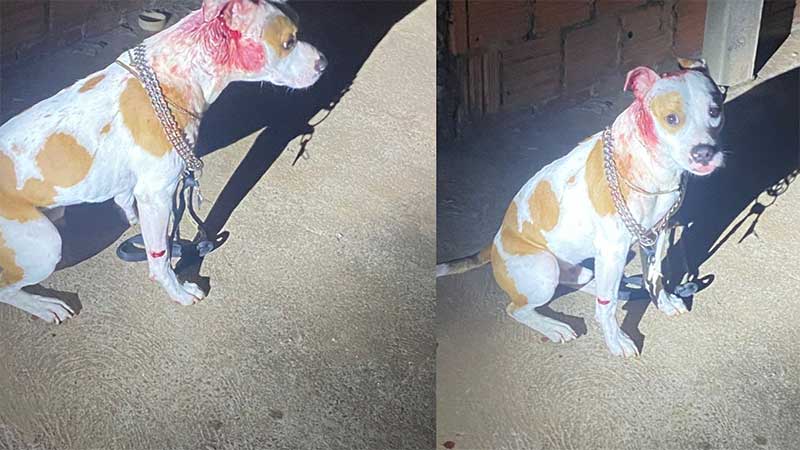 Dois são presos por matar jovem a tiros e ferir cachorro em Amambai, MS