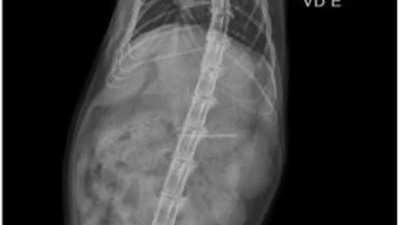 Gato Cauê engole agulha e é salvo por cirurgia gratuita em Campo Grande, MS