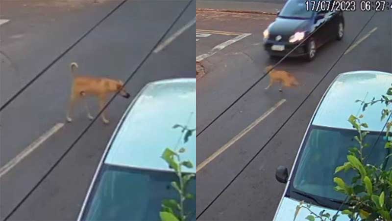 Motorista atropela cão no Coophatrabalho, em Campo Grande (MS), e foge sem prestar socorro