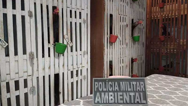 Polícia fecha rinhas de galos e resgata 170 animais em Campo Grande, MS