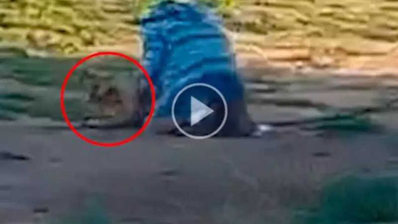 Vídeo mostra homem espancando cachorro que fugiu de casa para brincar