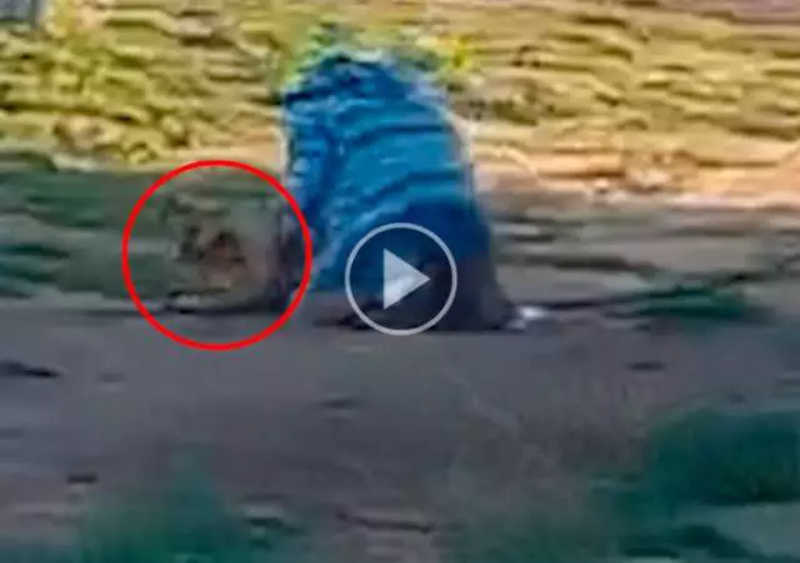 Vídeo mostra homem espancando cachorro que fugiu de casa para brincar