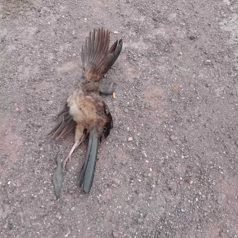 Pássaro, da espécie aracuã-do-Pantanal, encontrado morto em BR-262, próximo a Miranda (Foto: Jocilania Costa)