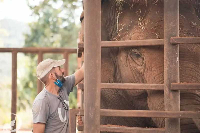 Conheça o único santuário de elefantes da América Latina e como os animais contribuíram para a recuperação da natureza