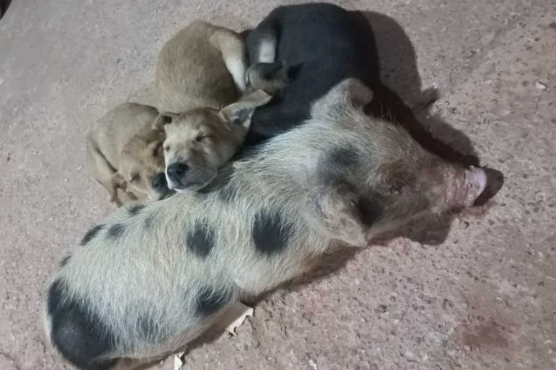 Cadela ‘adota’ e amamenta filhote de porco em Várzea Grande (MT); veja vídeo