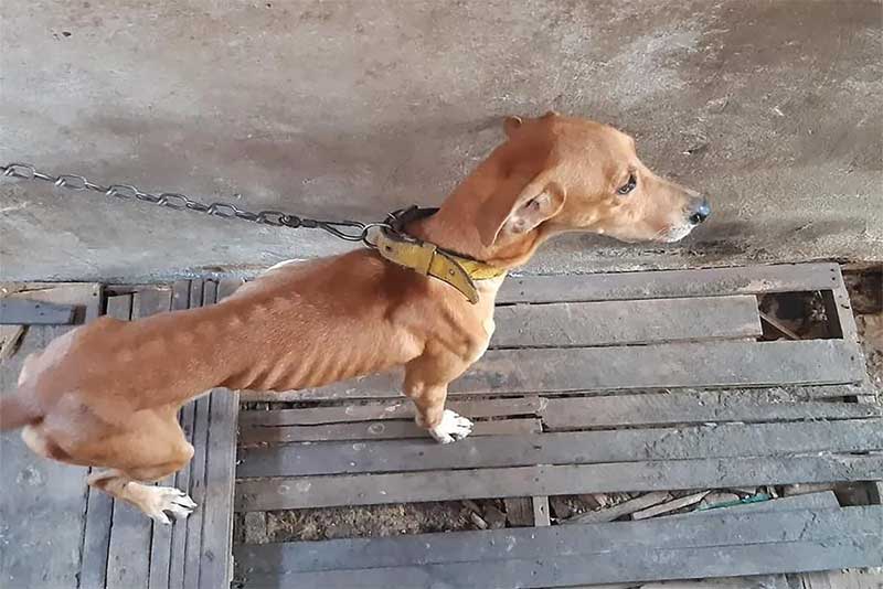 Cachorro desnutrido for resgatado pela operação — Foto: Agência Pará