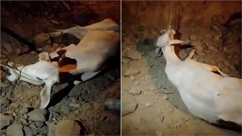 Moradores de Catingueira (PB) denunciam maus-tratos contra vaca e dizem que homem tentou matá-la em terreno baldio da cidade; vídeo