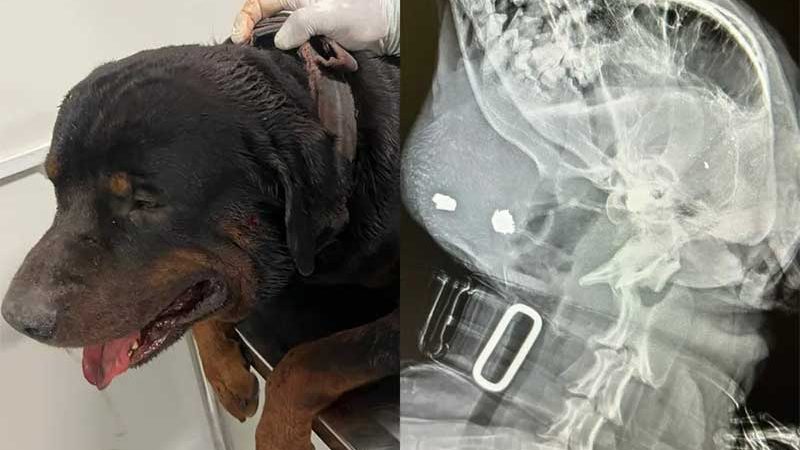 Cachorro se refugia em creche após ser baleado com dois tiros na cabeça, em João Pessoa, PB