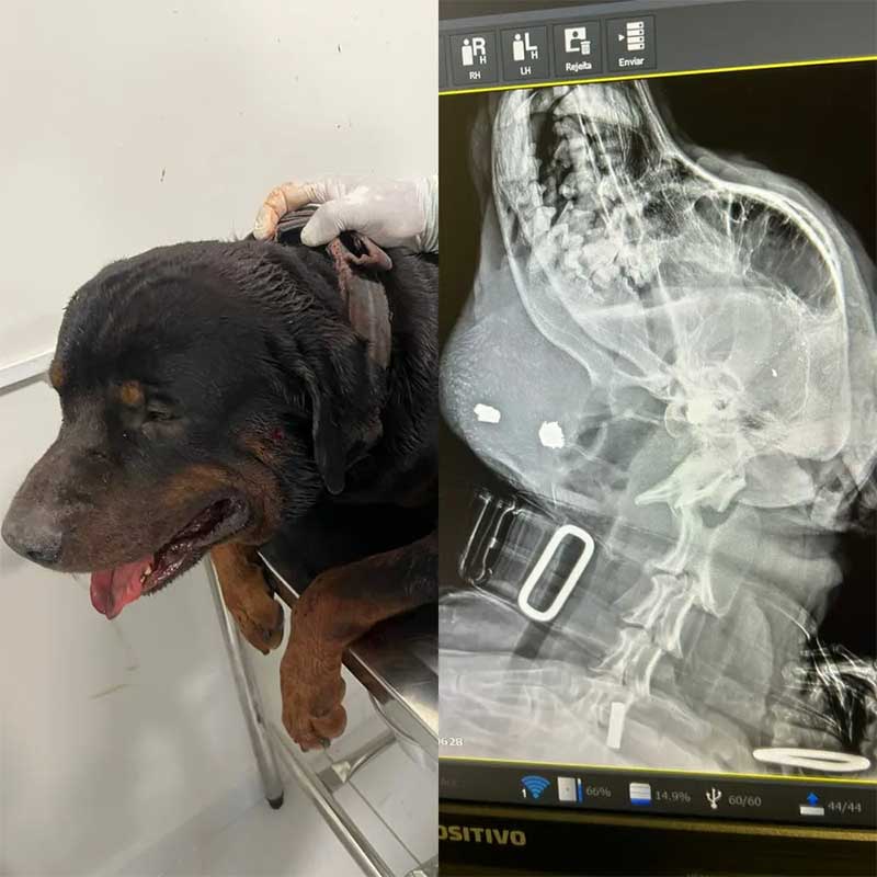 Cachorro se refugia em creche após ser baleado com dois tiros na cabeça, em João Pessoa, PB