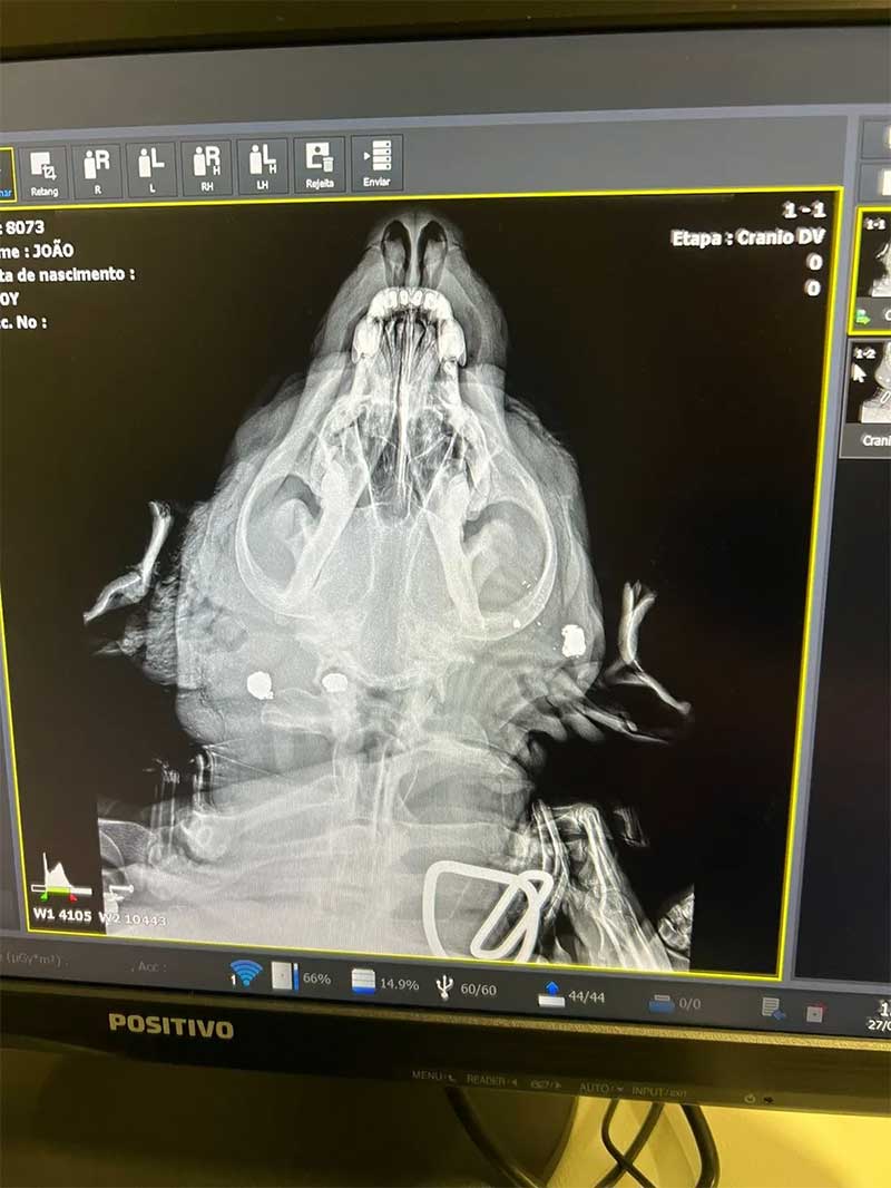 Raio-x mostra fragmentos de bala alojados na cabeça de cachorro baleado, em João Pessoa — Foto: Reprodução: Coordenadoria de Bem-Estar Animal de João Pessoa