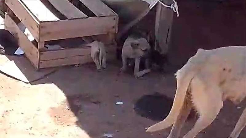 Filhotes e cães adultos estão morrendo de fome e sede no antigo lixão de Patos, PB; vídeo