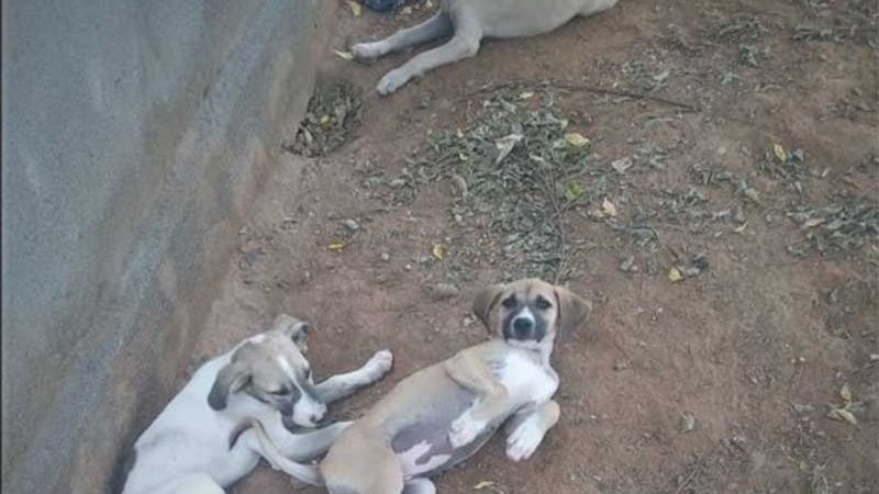Filhotes e cães adultos estão sendo mortos por envenenamento no bairro da Maternidade, em Patos, PB