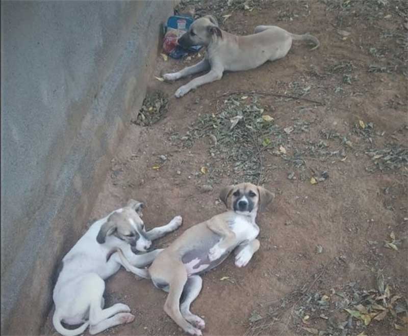 Filhotes e cães adultos estão sendo mortos por envenenamento no bairro da Maternidade, em Patos, PB