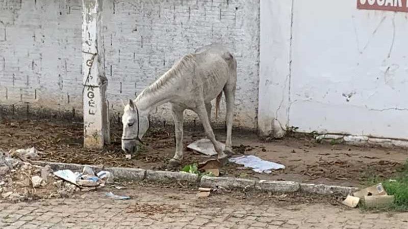 Homem deixou cavalo amarrado sem água e comida no bairro Belo Horizonte, em Patos, PB