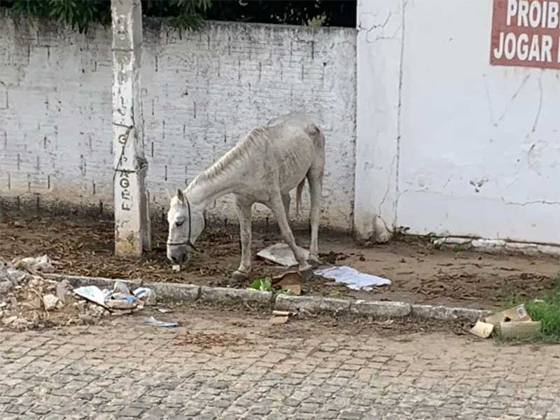 Homem deixou cavalo amarrado sem água e comida no bairro Belo Horizonte, em Patos, PB