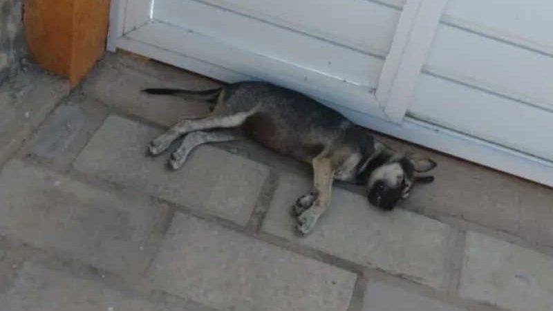 Filhotes de cães continuam sendo mortos por envenenamento em Patos, PB