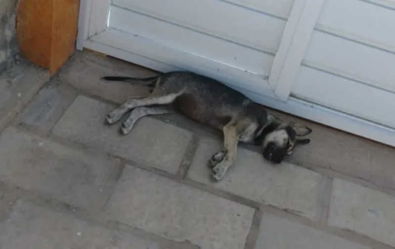 Filhotes de cães continuam sendo mortos por envenenamento em Patos, PB