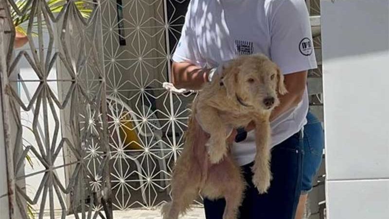 15 cães são resgatados em situação de negligência em Olinda, PE