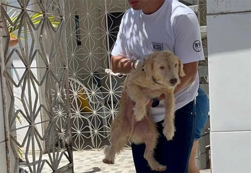 15 cães são resgatados em situação de negligência em Olinda, PE