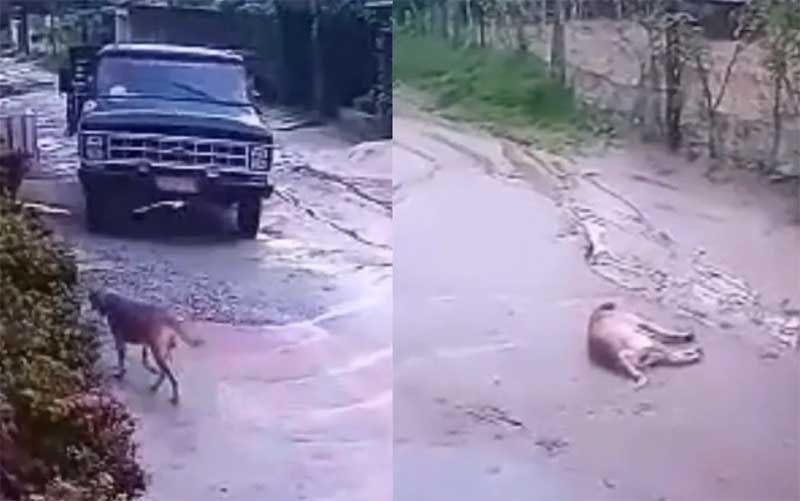 Vídeo mostra cachorro sendo atropelado e morto por caminhão; tutor diz que foi intencional