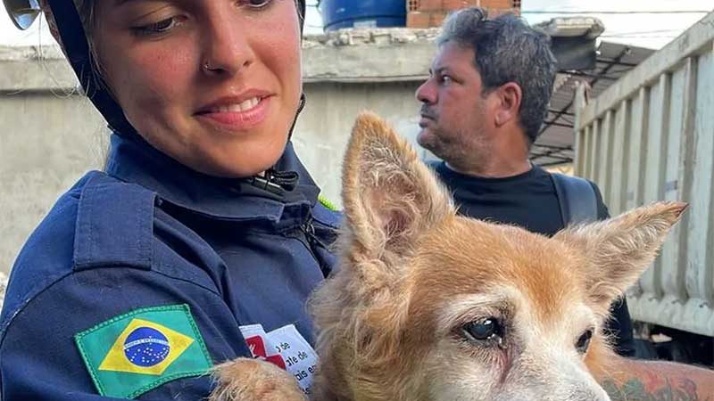 Quatro animais são resgatados vivos de escombros de prédio que desabou no Grande Recife