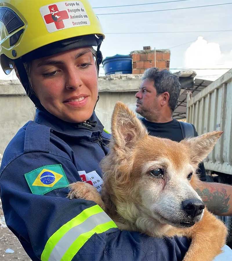 Quatro animais são resgatados vivos de escombros de prédio que desabou no Grande Recife