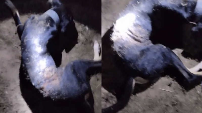 Dono de barraca de espetinho mata cachorro de circo com golpes de facão no Piauí