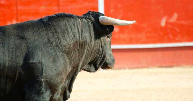 PAN quer que governo suspenda touradas durante visita do Papa Francisco a Portugal