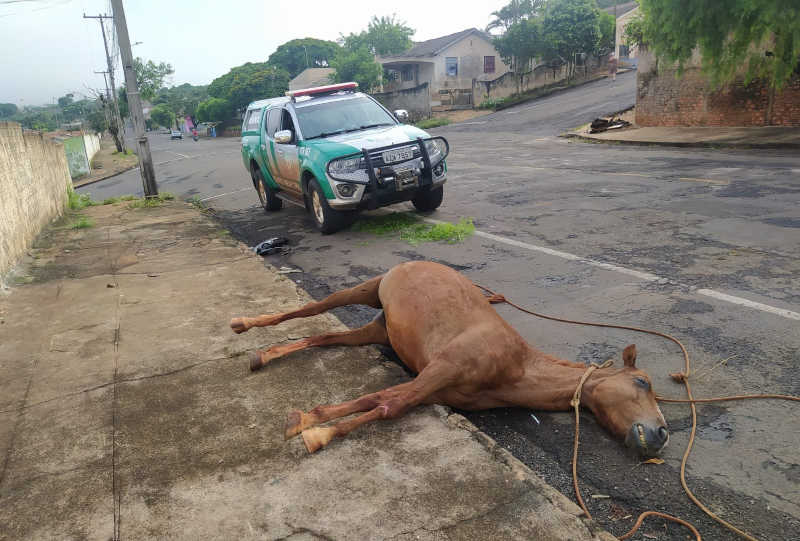 Abuso e maus-tratos de animais centralizam ocorrências no Grupamento de Defesa Ambiental de Arapongas, PR
