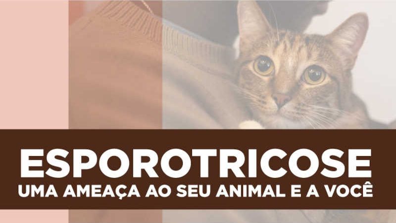 Paraná é o primeiro estado a oferecer medicamento para tratar animais com esporotricose