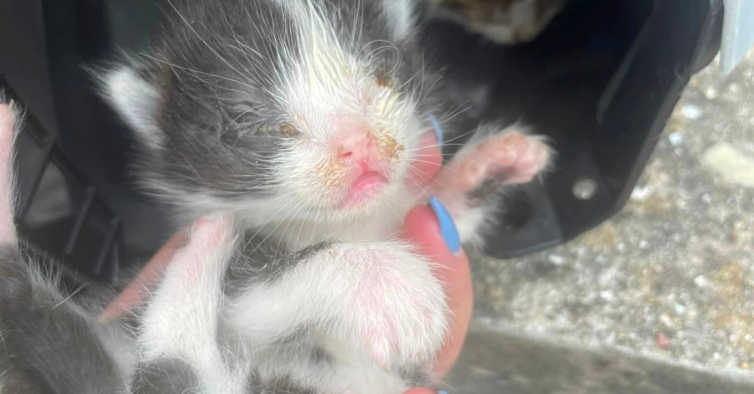 Portugal: Associação de Oliveira de Azeméis invadida. “Abandonaram cá dentro três gatos bebés”