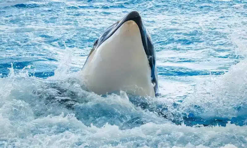 Ataques de orcas a barcos geram temor de onda de vingança contra animais em Portugal