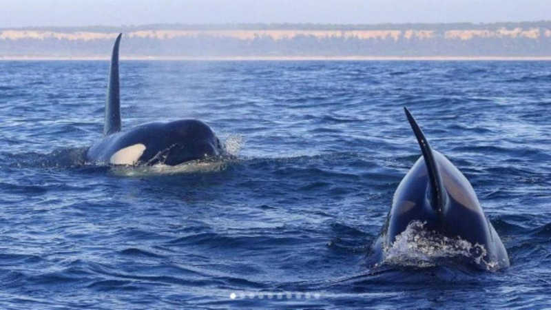 Embarcações proibidas de se aproximarem de grupos de orcas