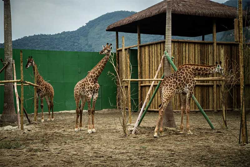 Após morte de quarta girafa, Ministério Público pede acesso irrestrito aos animais; cinco estão doentes