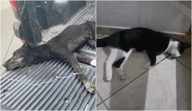 Polícia investiga morte de mais de 30 animais, entre cães e gatos, em Laje do Muriaé, RJ