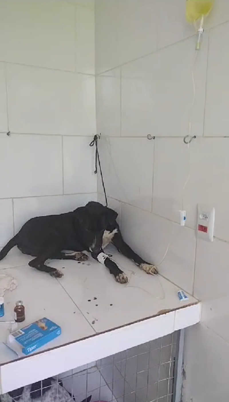 Cachorro foi encontrado no Centro com sintomas de envenenamento, mas conseguiu sobreviver e está em uma clínica em Laje do Muriaé — Foto: Projeto Animal/Divulgação