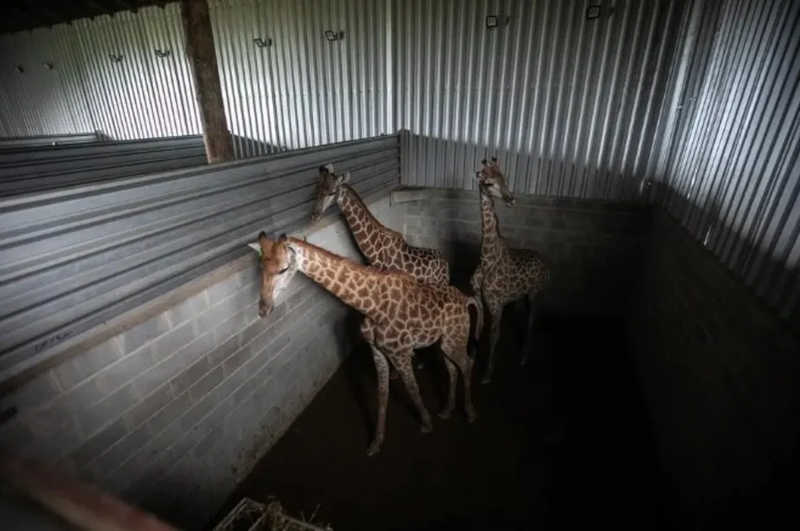 Após morte de quarta girafa importada pelo BioParque, advogados ligados à defesa dos animais cobram acesso a informações
